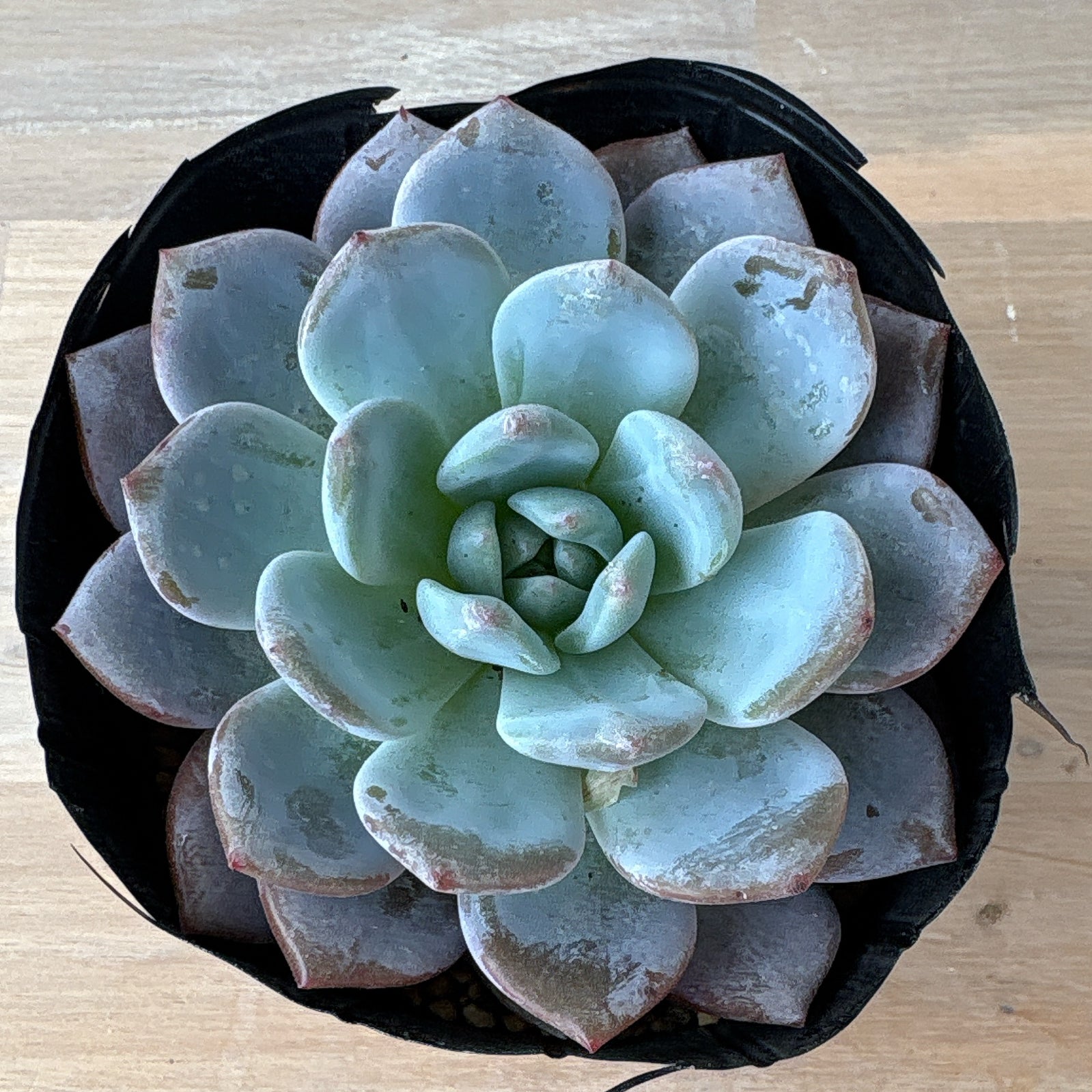 エケベリア – Bull Succulent