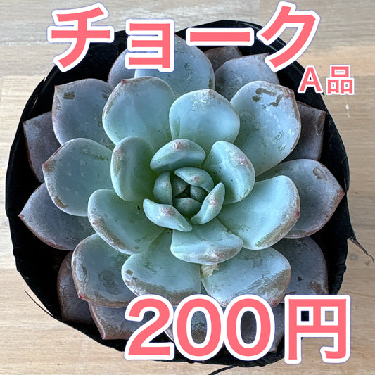 チョーク　A品　ポット苗　2025-12-05