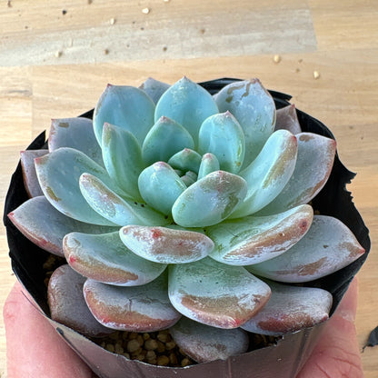 チョーク　A品　ポット苗　2025-12-05