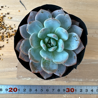 チョーク　A品　ポット苗　2025-12-05