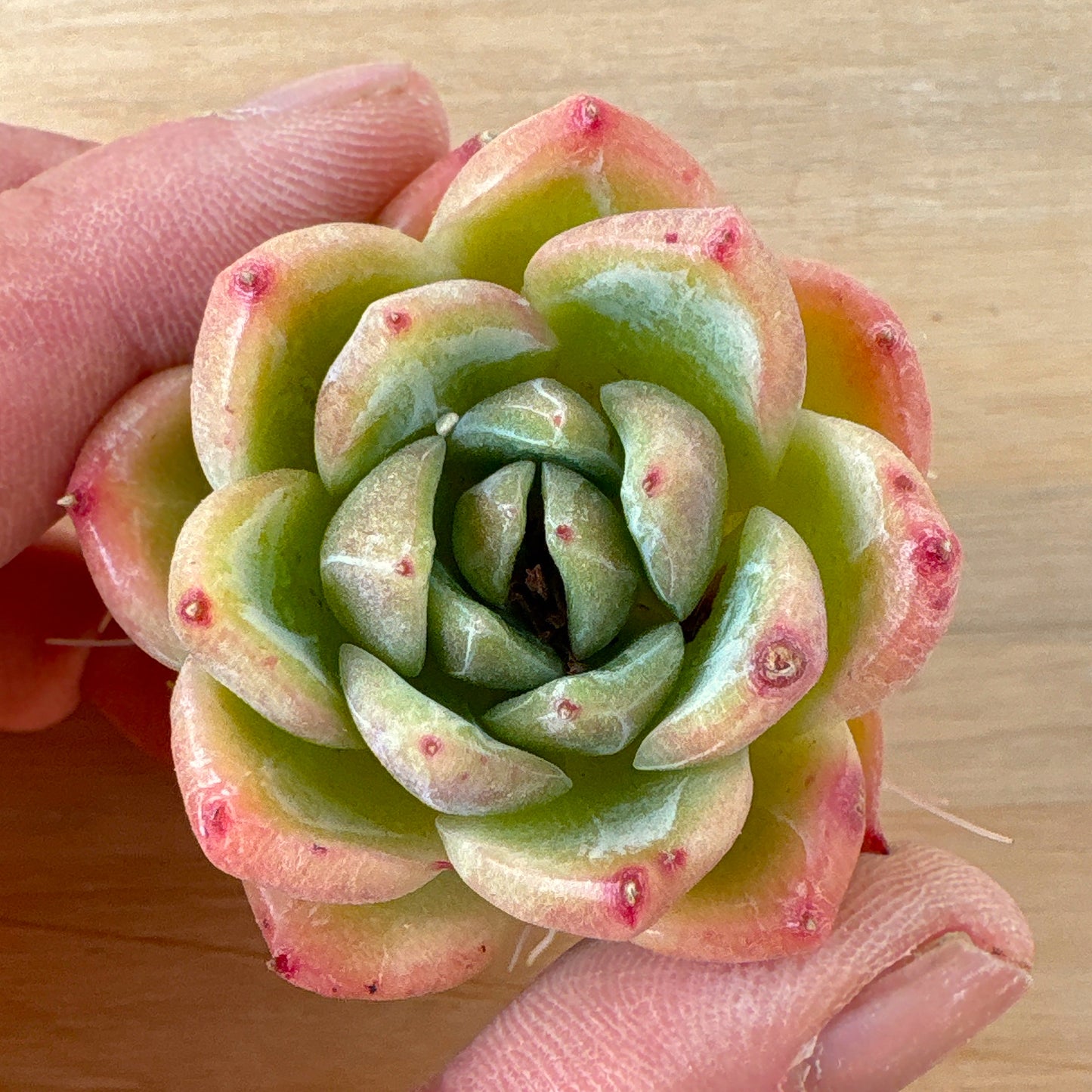 ドリームトークローズ　A品　根付き苗　2025-12-05