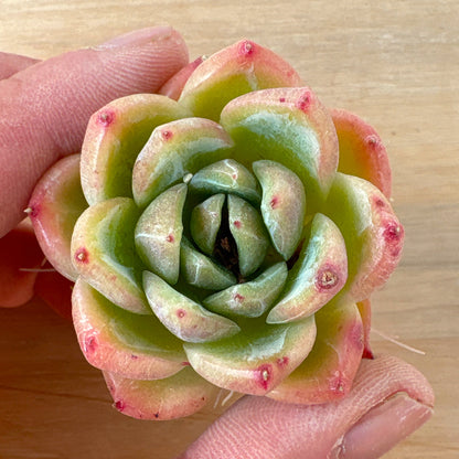 ドリームトークローズ　A品　根付き苗　2025-12-05