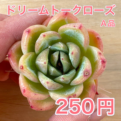 ドリームトークローズ　A品　根付き苗　2025-12-05