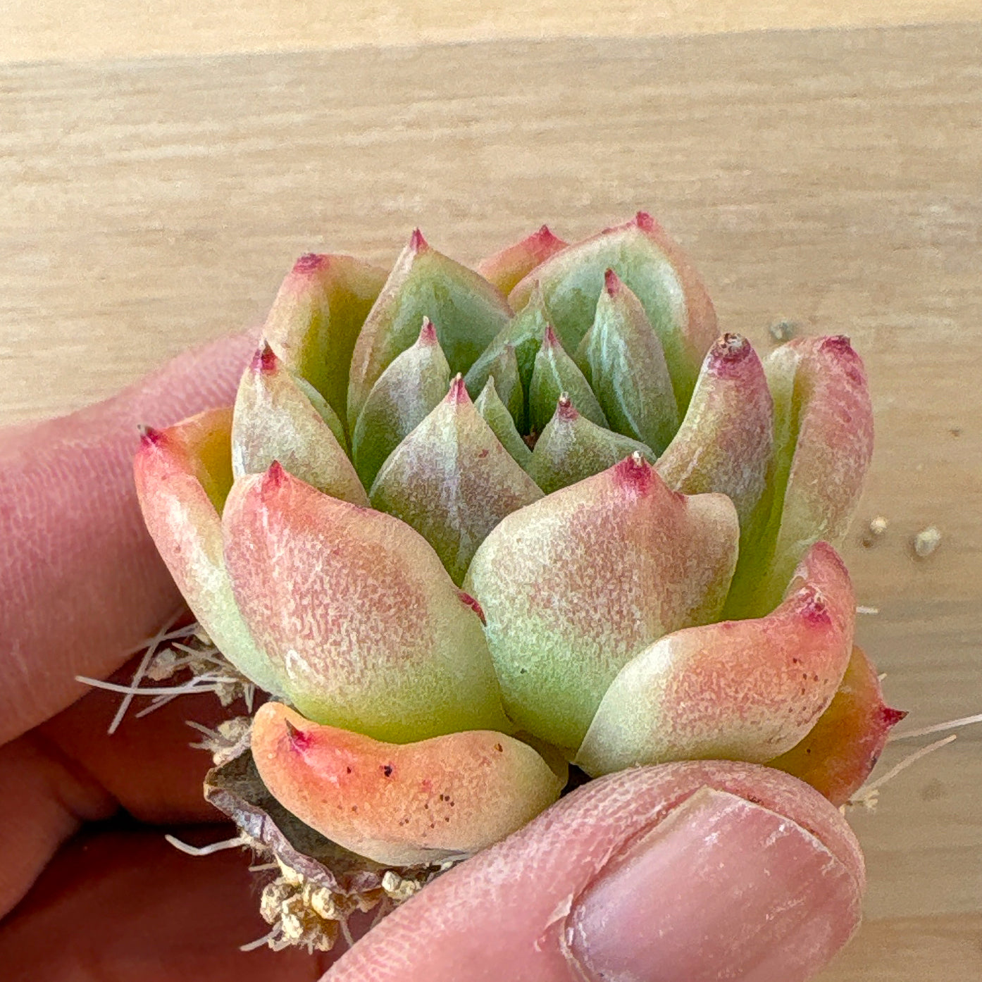 ドリームトークローズ　A品　根付き苗　2025-12-05