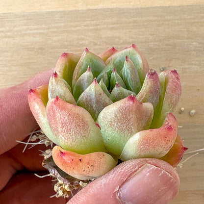 ドリームトークローズ　A品　根付き苗　2025-12-05