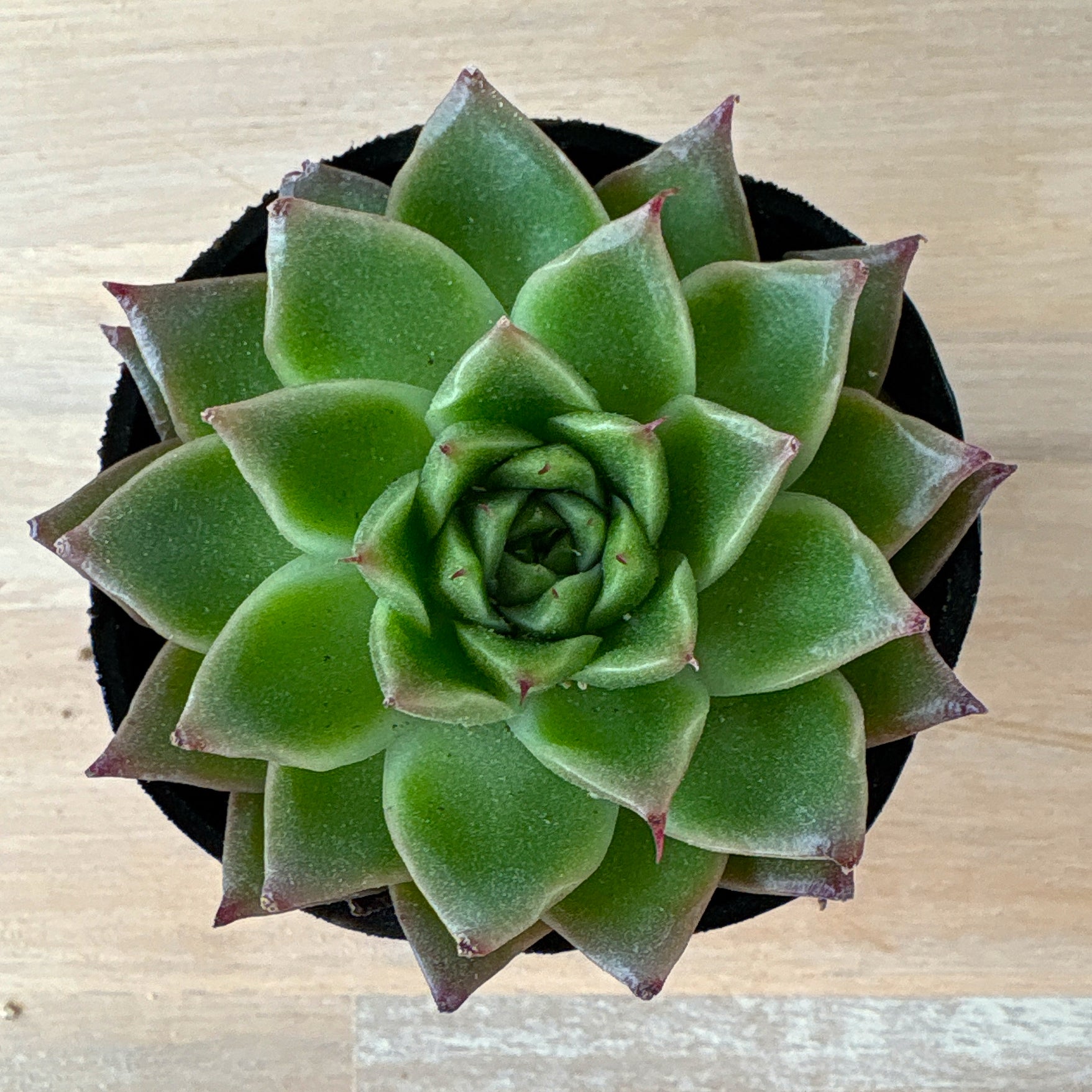 【週末セール】Anthurium \"Rom's black\" seedling② 週末セール】Anthurium 