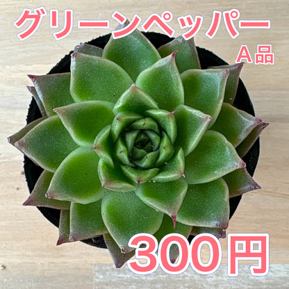 グリーンペッパー　A品　ポット苗　2025-12-05