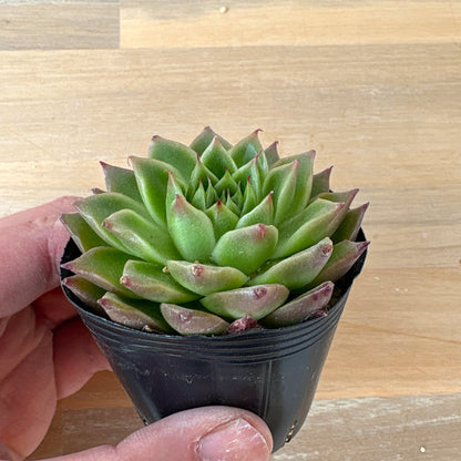 グリーンペッパー　A品　ポット苗　2025-12-05