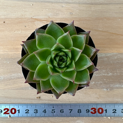 グリーンペッパー　A品　ポット苗　2025-12-05