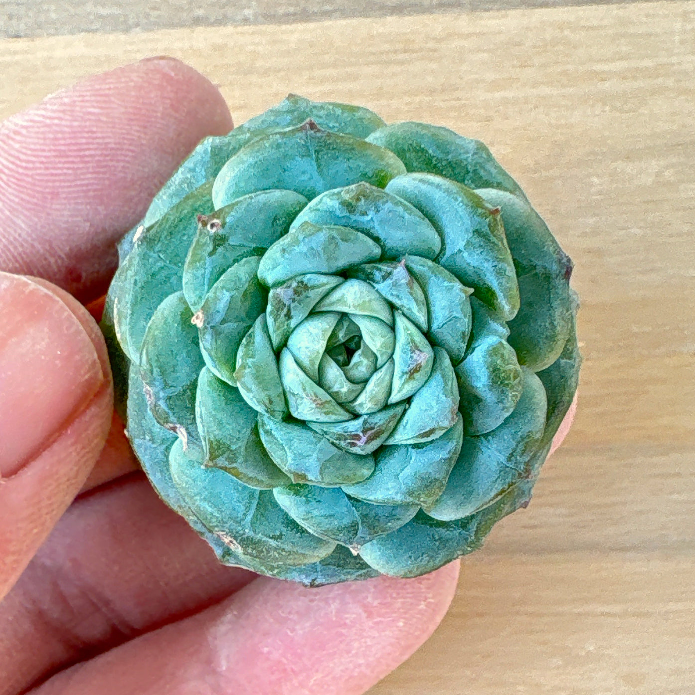 アイスハート　A品　根付き苗　2025-12-05