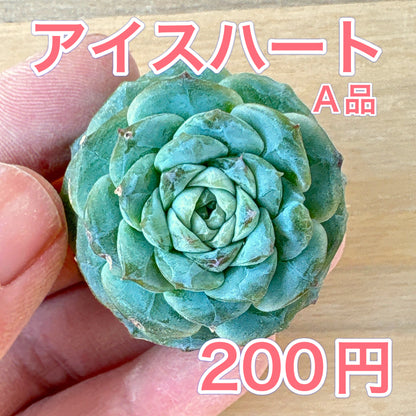 アイスハート　A品　根付き苗　2025-12-05