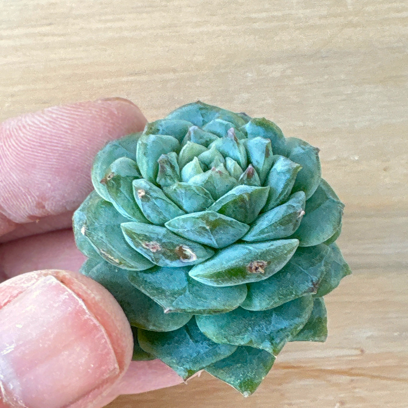 アイスハート　A品　根付き苗　2025-12-05