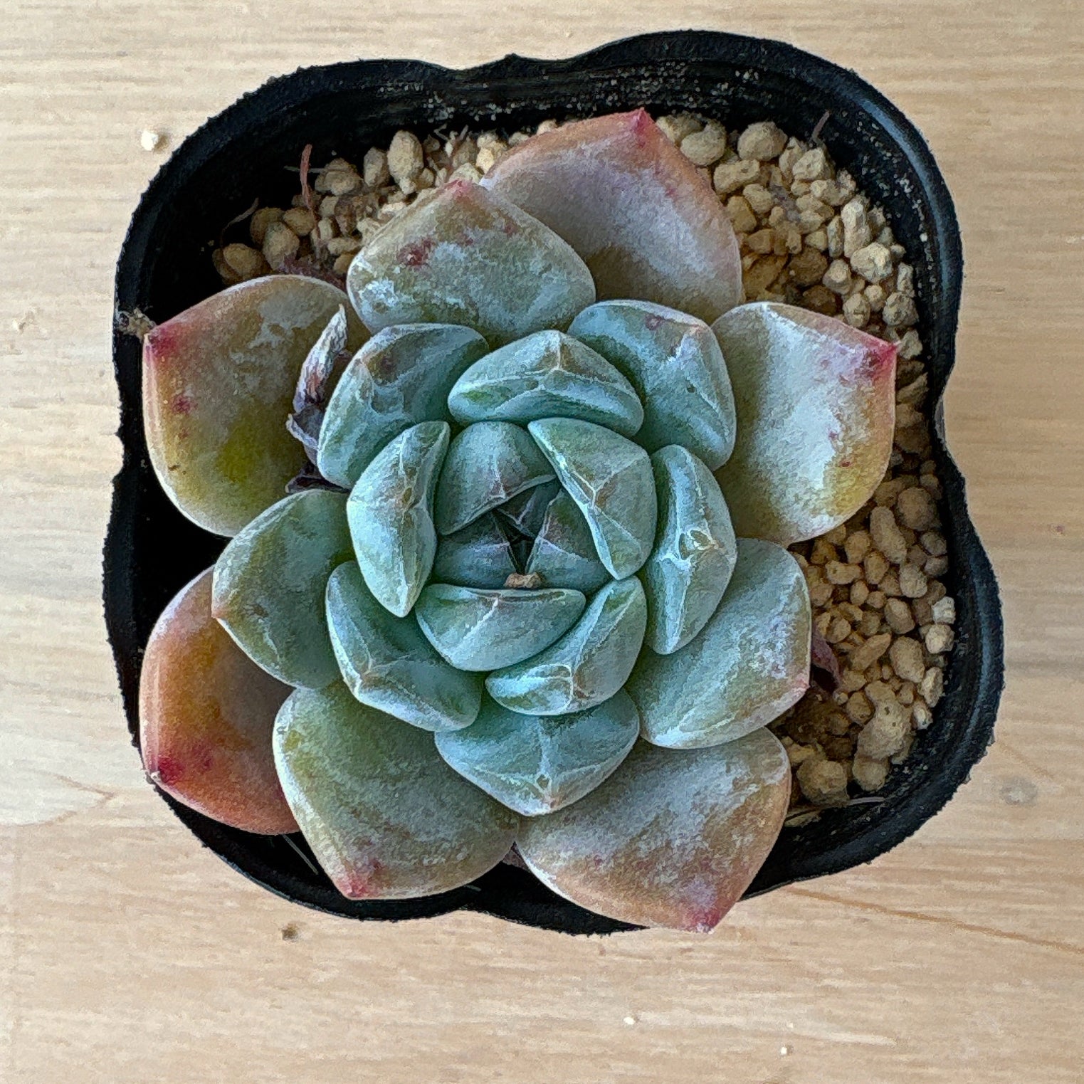 エケベリア – Page 2 – Bull Succulent