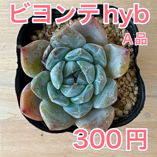 ビヨンテHyb　A品　ポット苗　2025-12-05