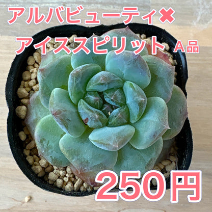 アルバビューティー×アイススピリット　A品　ポット苗　2025-12-05