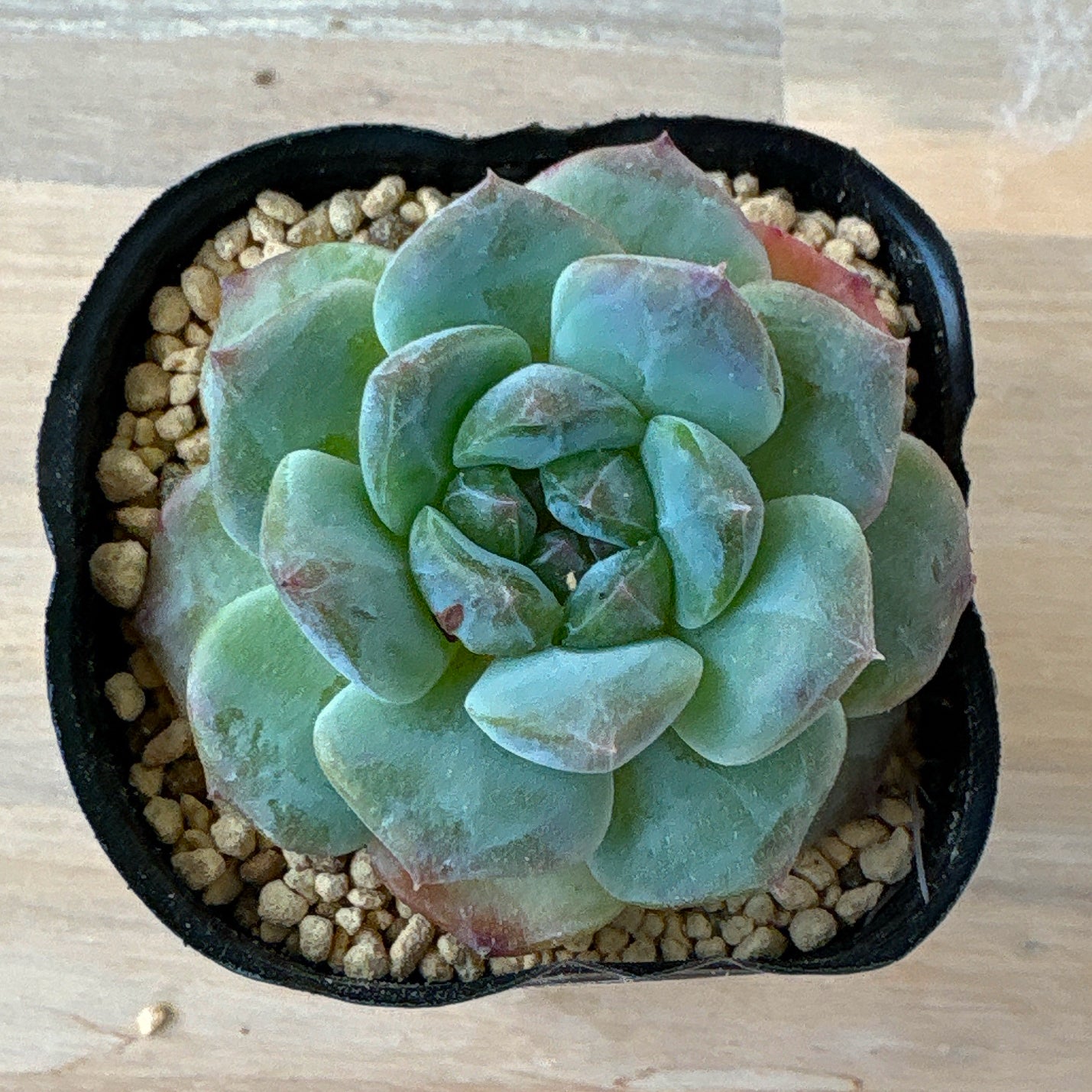 アルバビューティー×アイススピリット　A品　ポット苗　2025-12-05