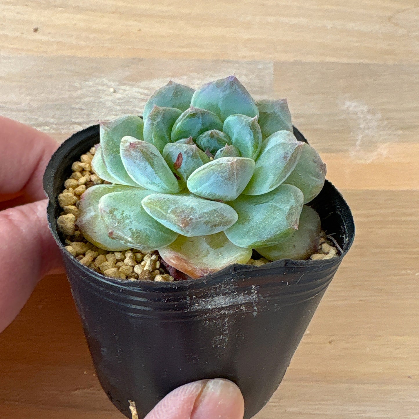 アルバビューティー×アイススピリット　A品　ポット苗　2025-12-05