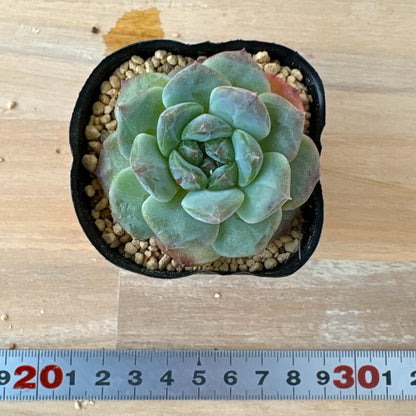 アルバビューティー×アイススピリット　A品　ポット苗　2025-12-05