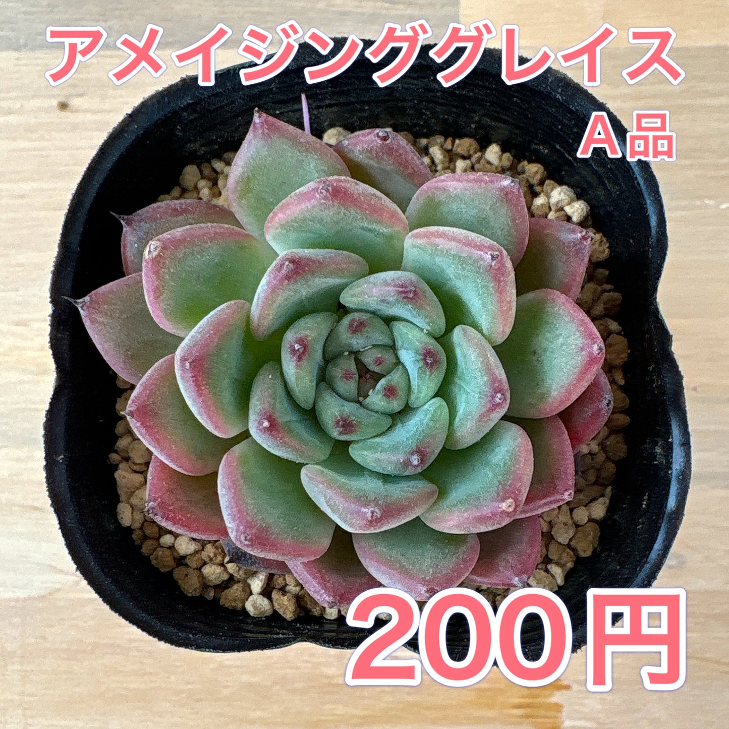 アメイジンググレイス　A品 　ポット苗　2025-12-05