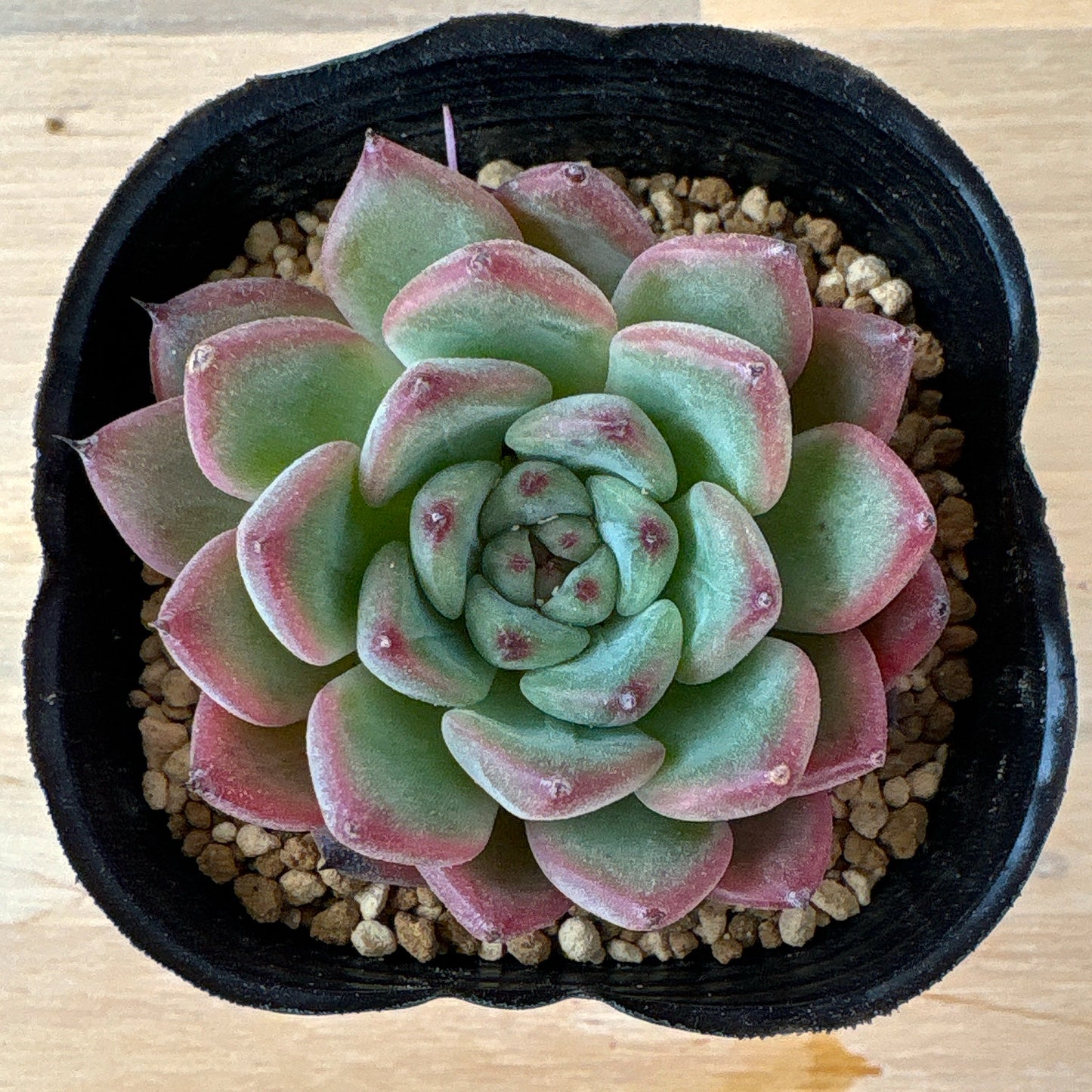 アメイジンググレイス　A品 　ポット苗　2025-12-05