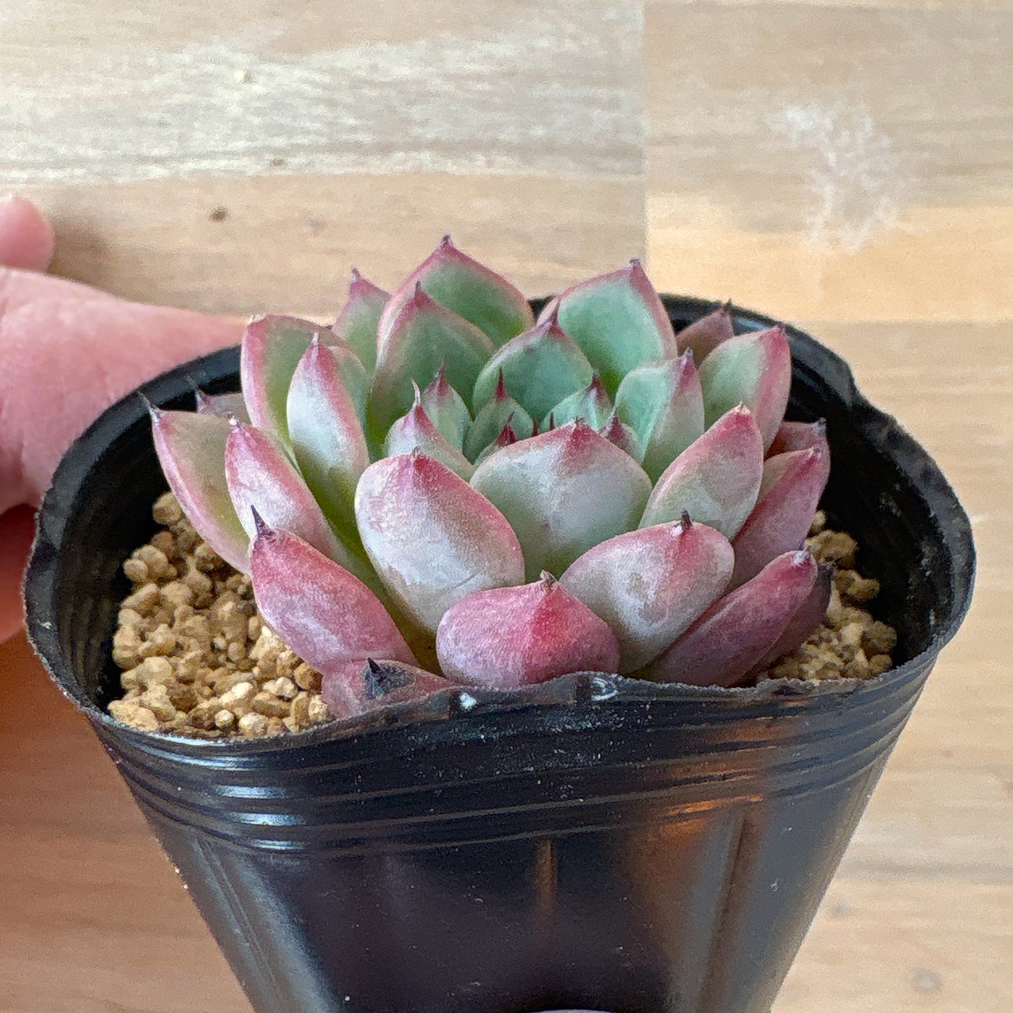 アメイジンググレイス　A品 　ポット苗　2025-12-05