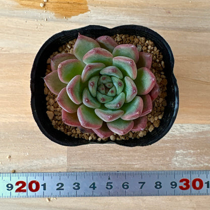 アメイジンググレイス　A品 　ポット苗　2025-12-05