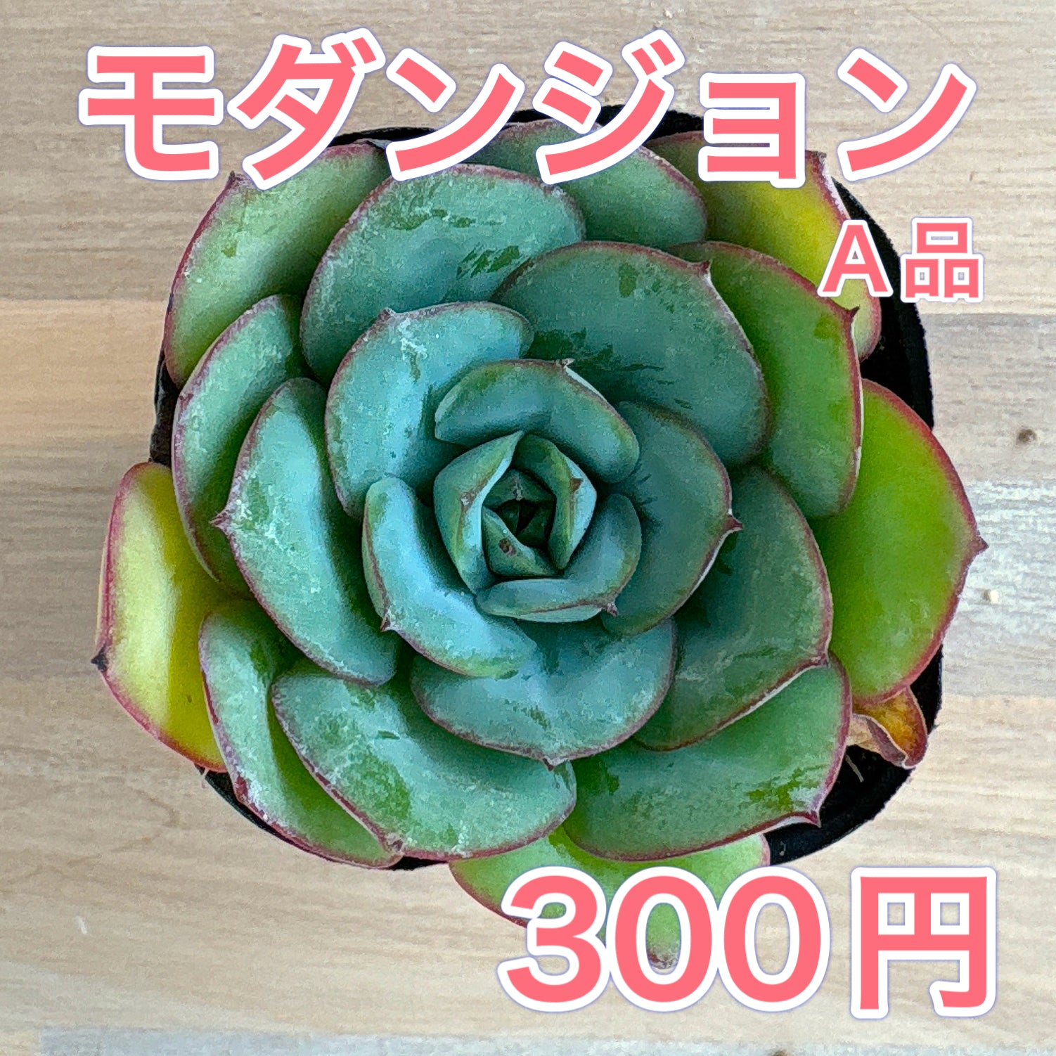 エケベリア – Page 2 – Bull Succulent