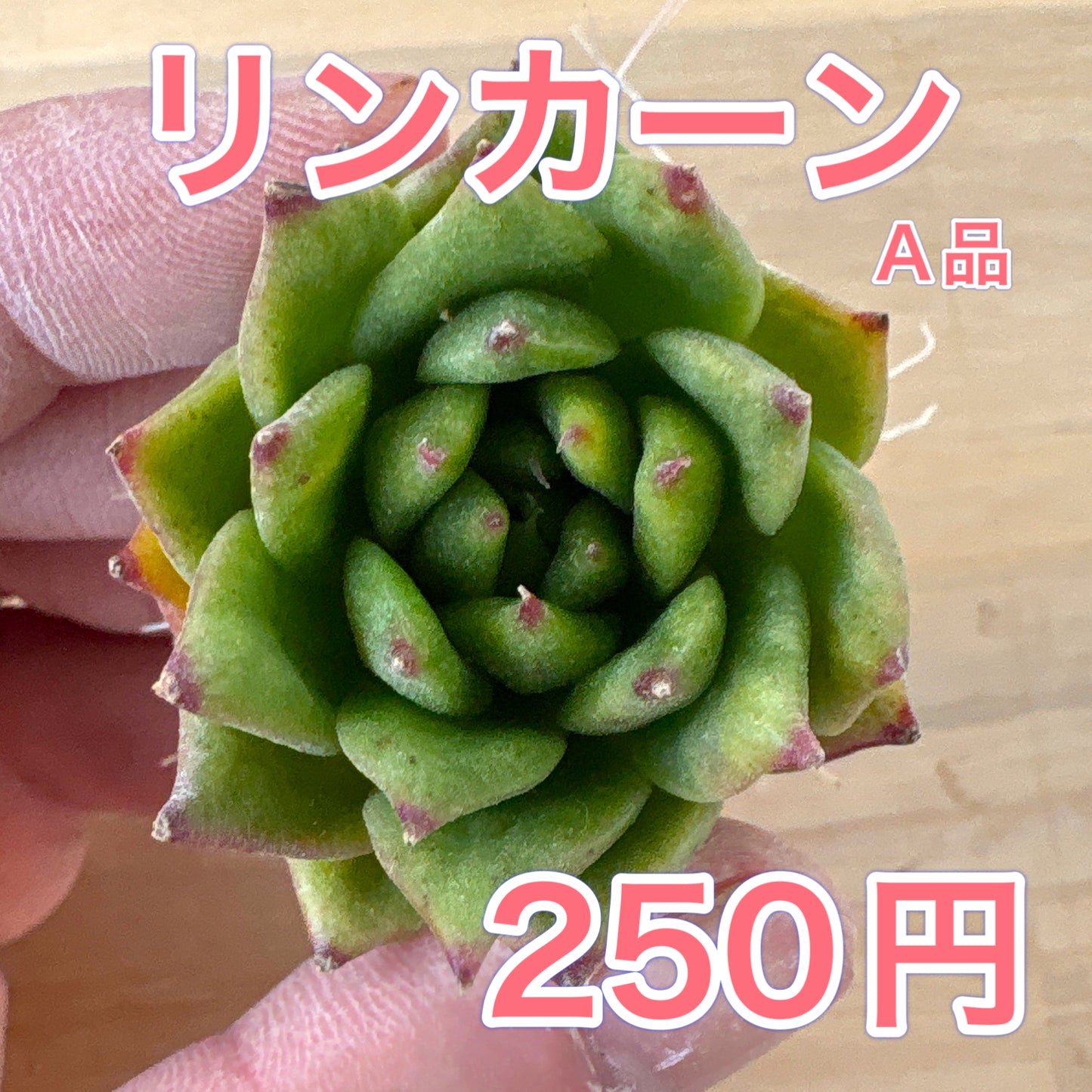 リンカーン　A品　根付き苗　2025-12-05