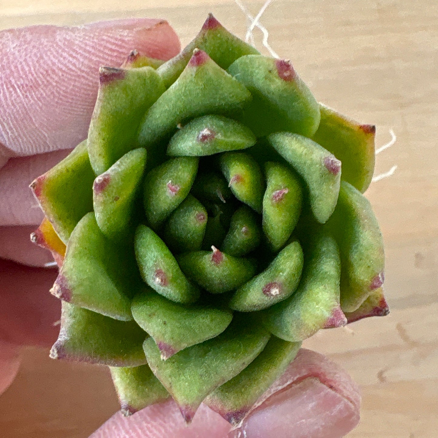 リンカーン　A品　根付き苗　2025-12-05