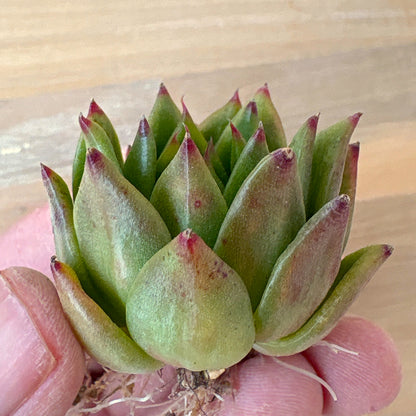 リンカーン　A品　根付き苗　2025-12-05