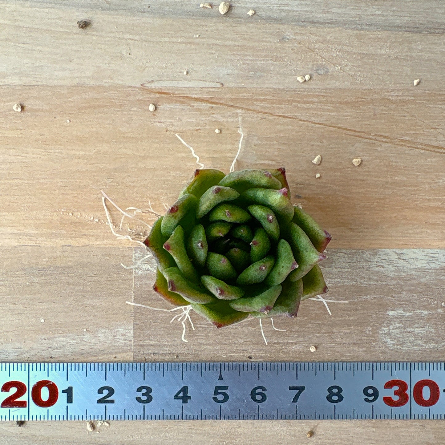 リンカーン　A品　根付き苗　2025-12-05