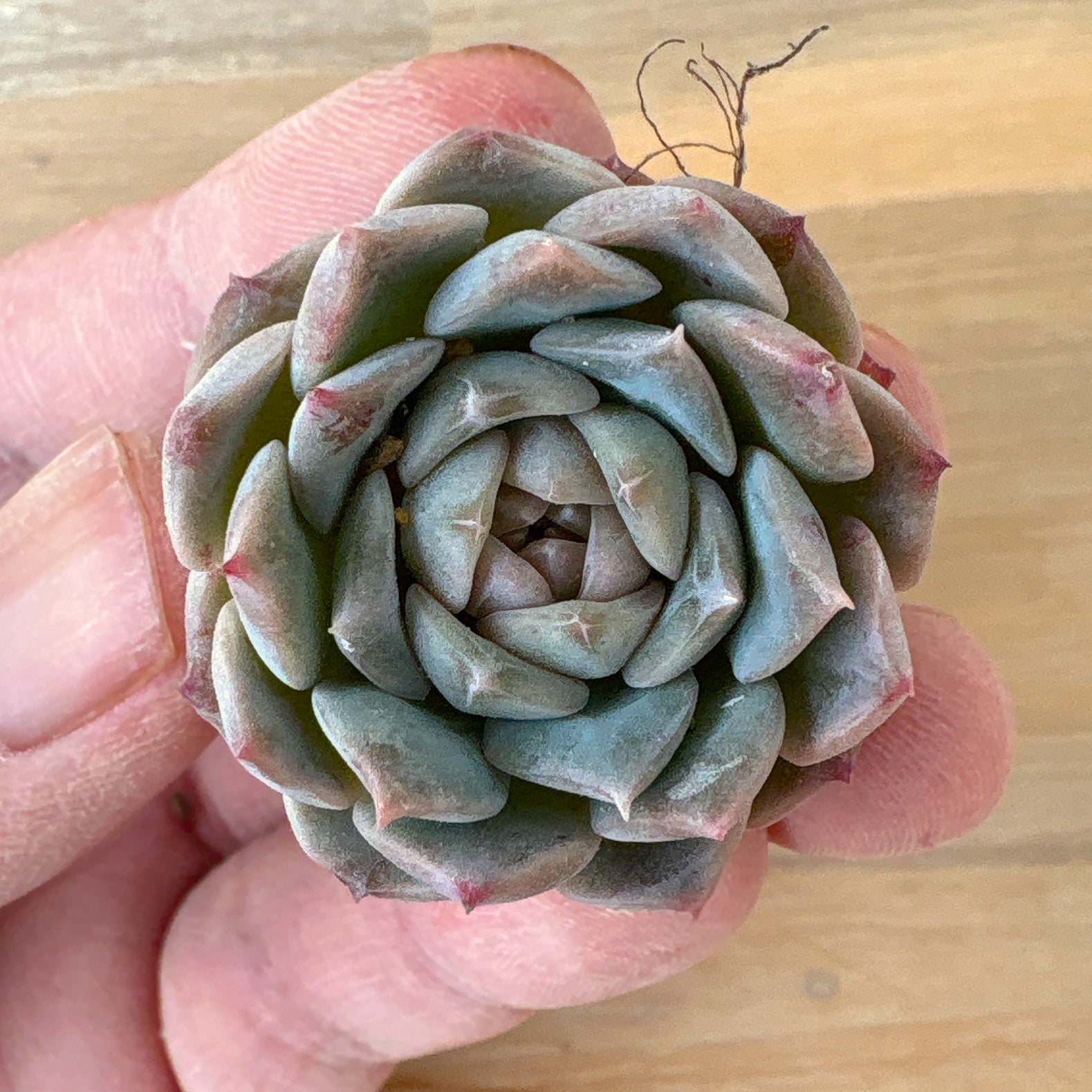 エケベリア 中型 ちょこん エケベリア 中型 ちょこん 中型（直径10cm前後）の品種一覧