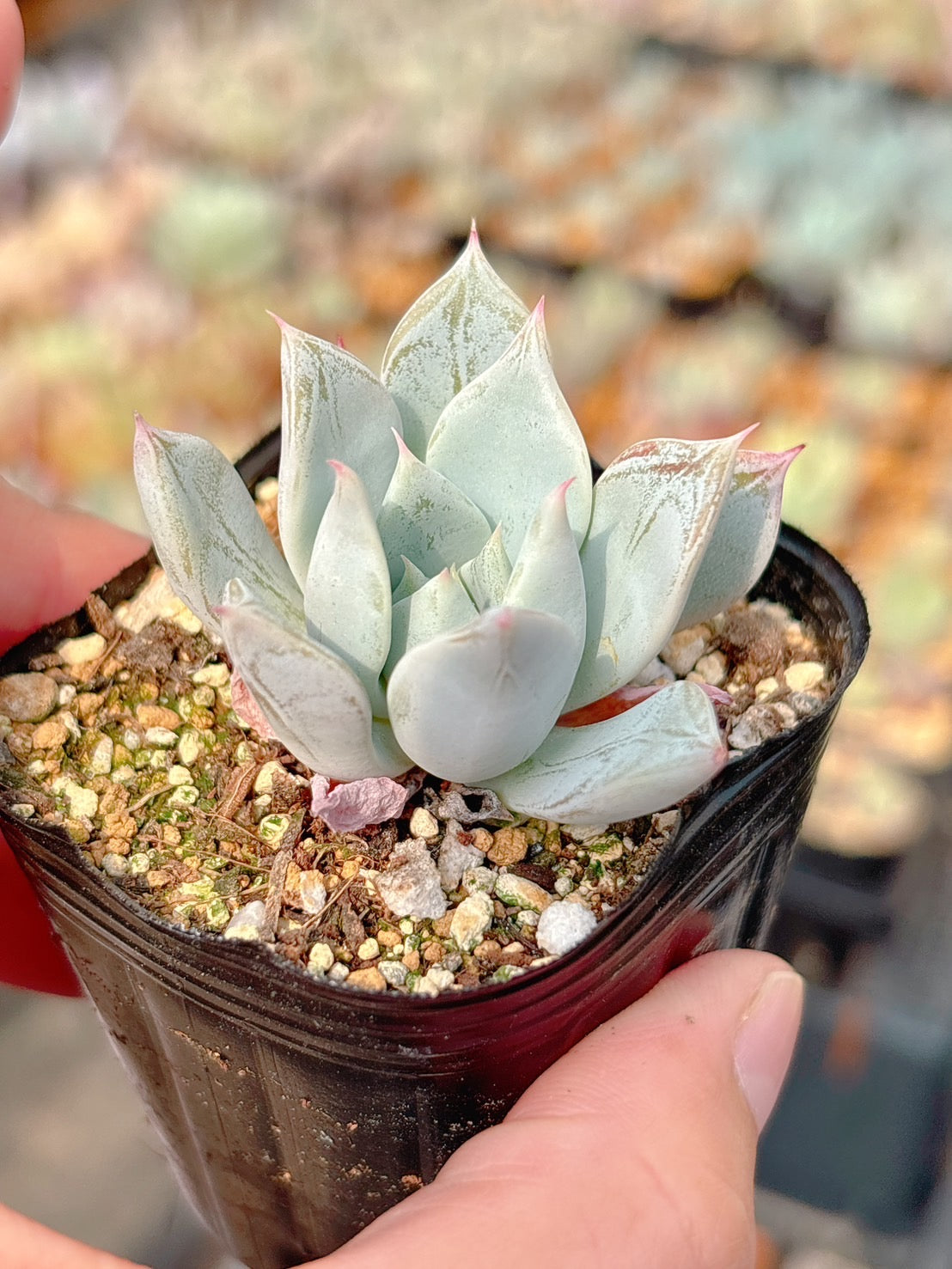 No176 ganchan様 専用商品 三角お屋根の多肉植物5段棚 、white 【公式