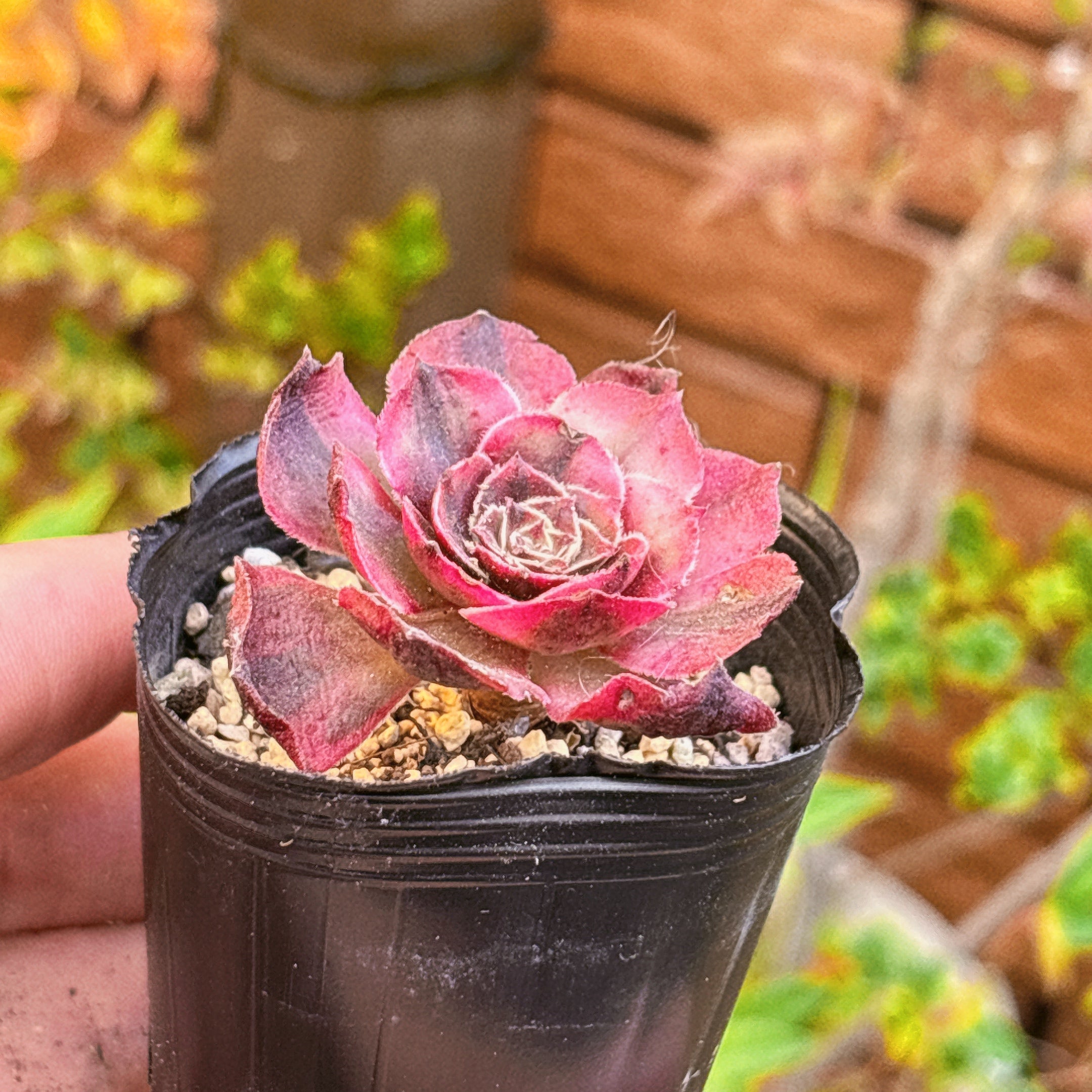 ピンクシャネル A品 1 2025-12-06 – Bull Succulent