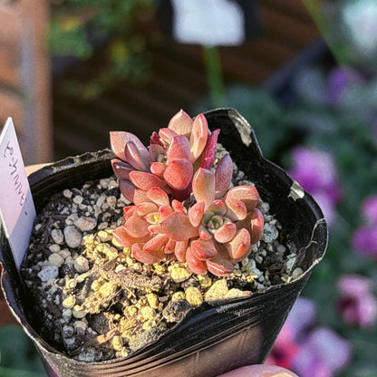 ピンクルルビー　A品　【7】　2025-12-07