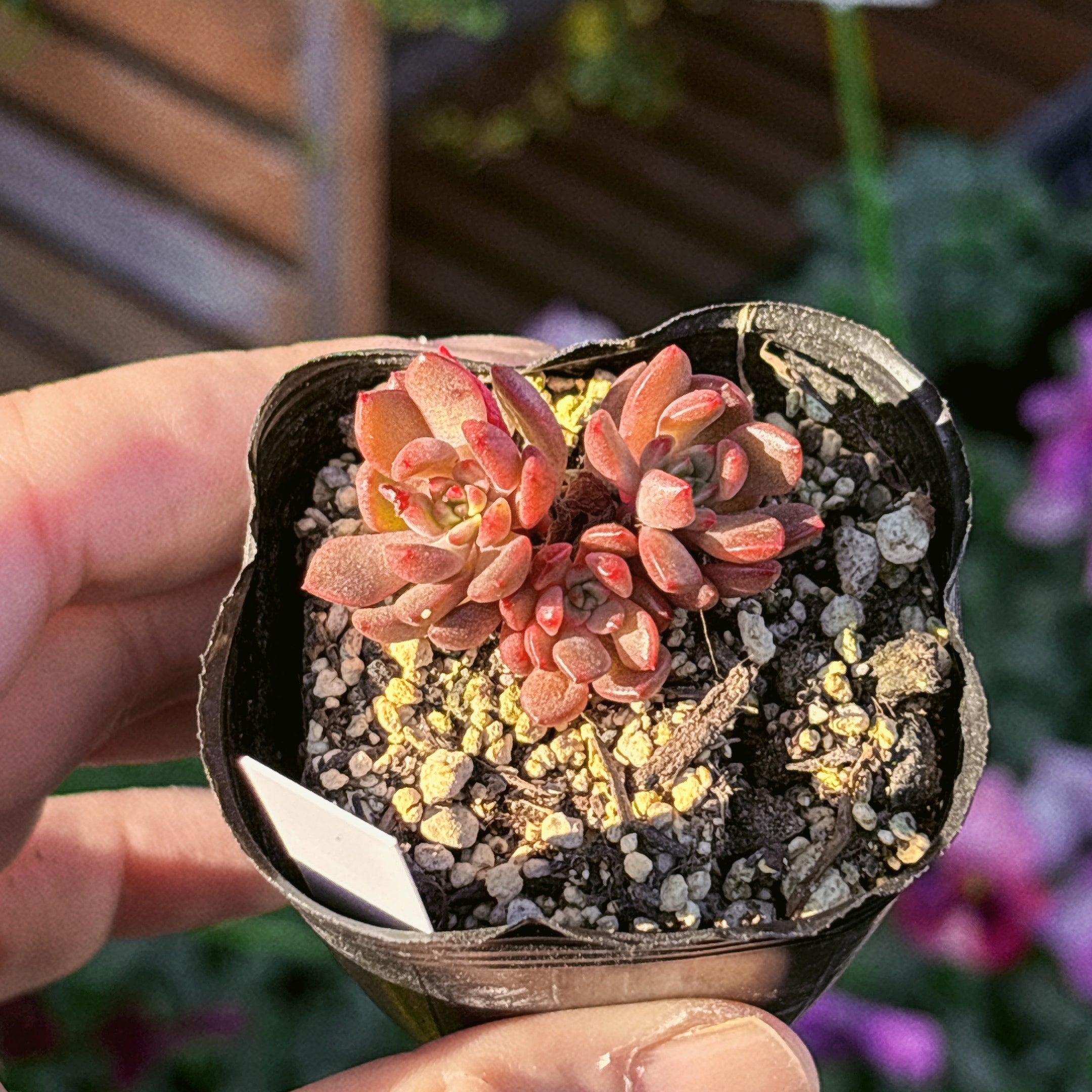 多肉植物の販売・通販サイト | Bull Succulent(ブルサキュレント)