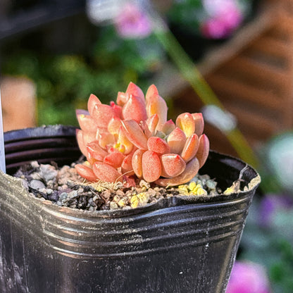 ピンクルルビー　A品　【7】　2025-12-07