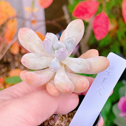 星美人　A品　【26】　2025-12-08