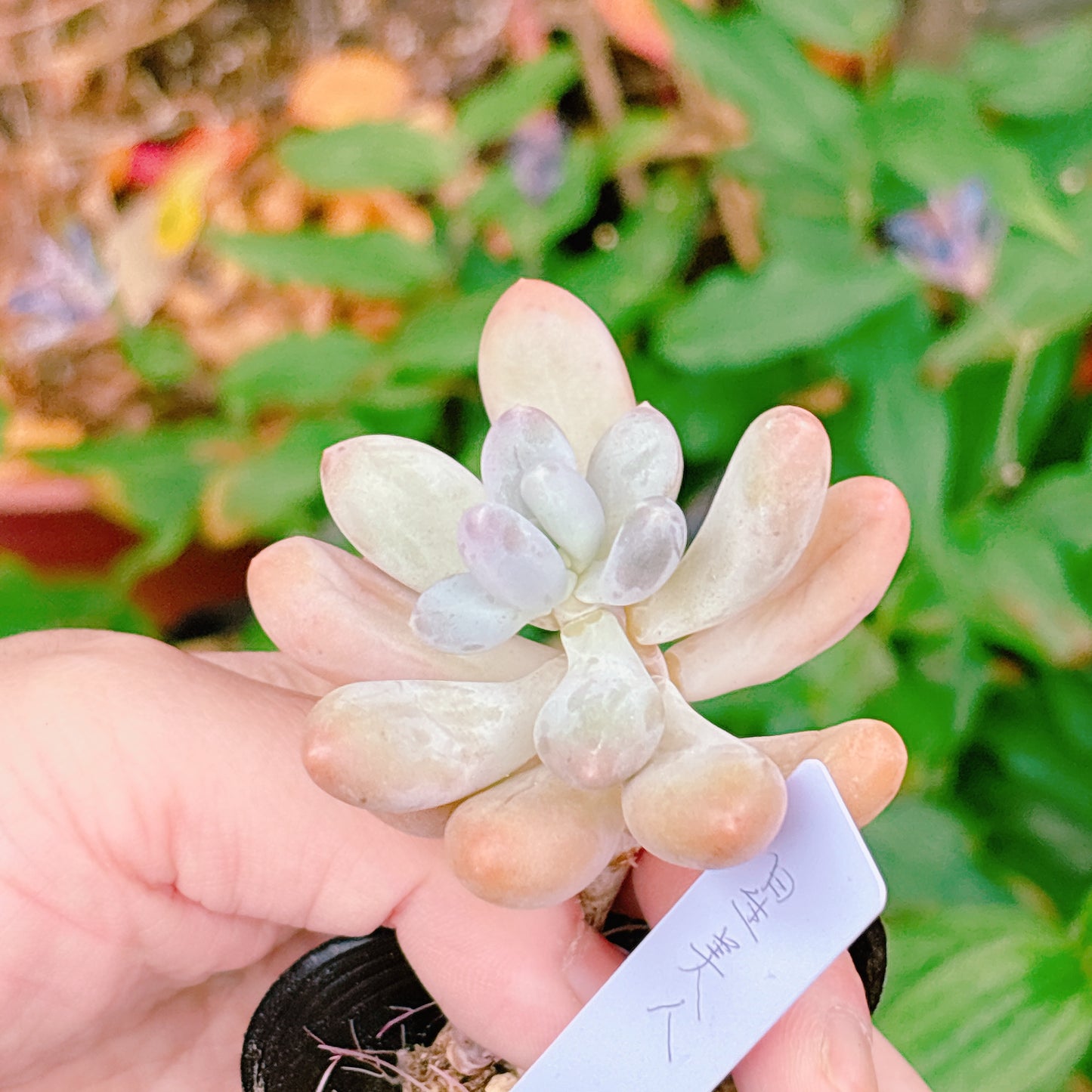 星美人　A品　【26】　2025-12-08