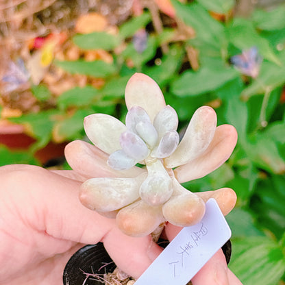 星美人　A品　【26】　2025-12-08