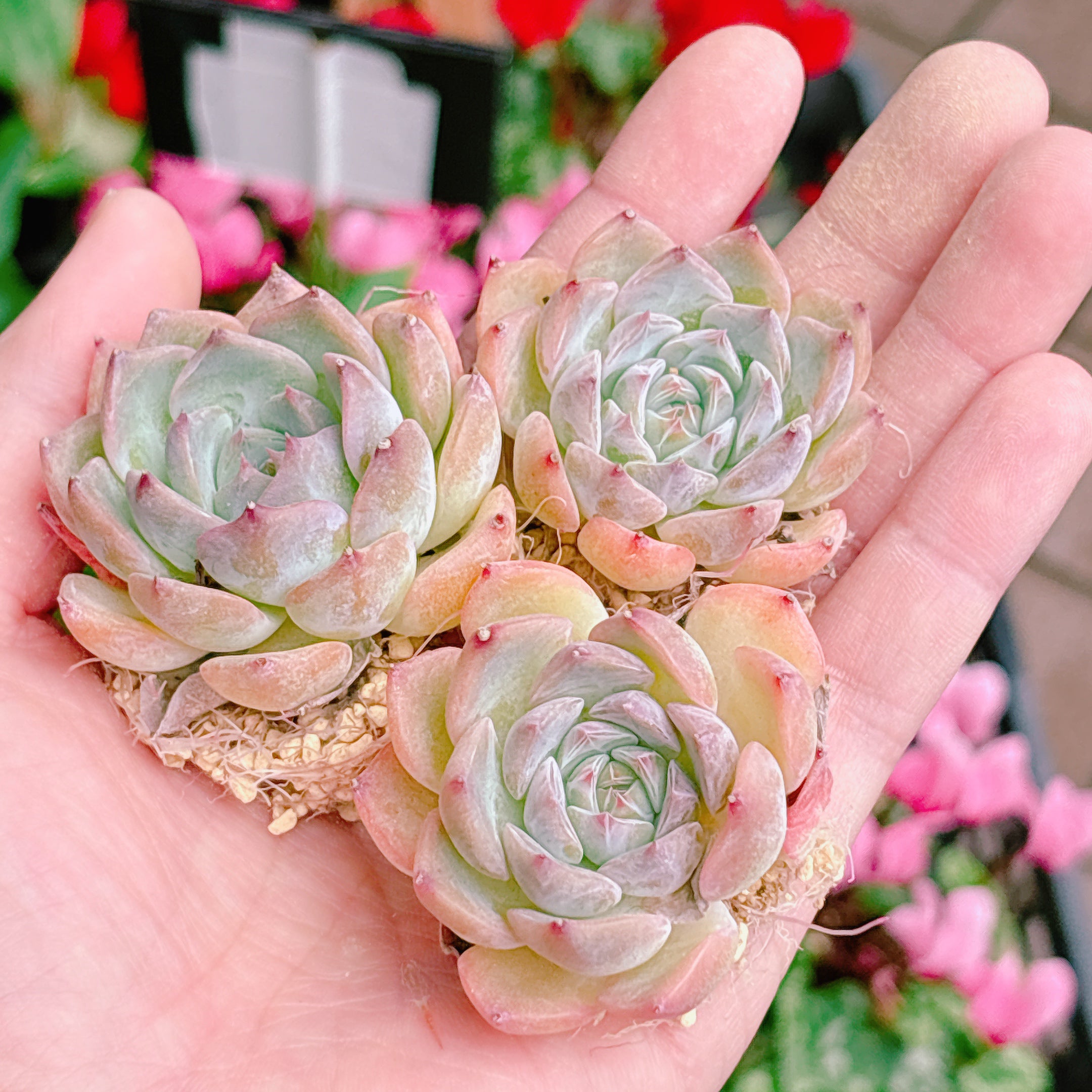 129. 多肉植物 キャラリアン 830円【抜き苗】 129. 多肉植物 キャラリアン 830円【抜き苗】 129. 多肉植物 キャラ