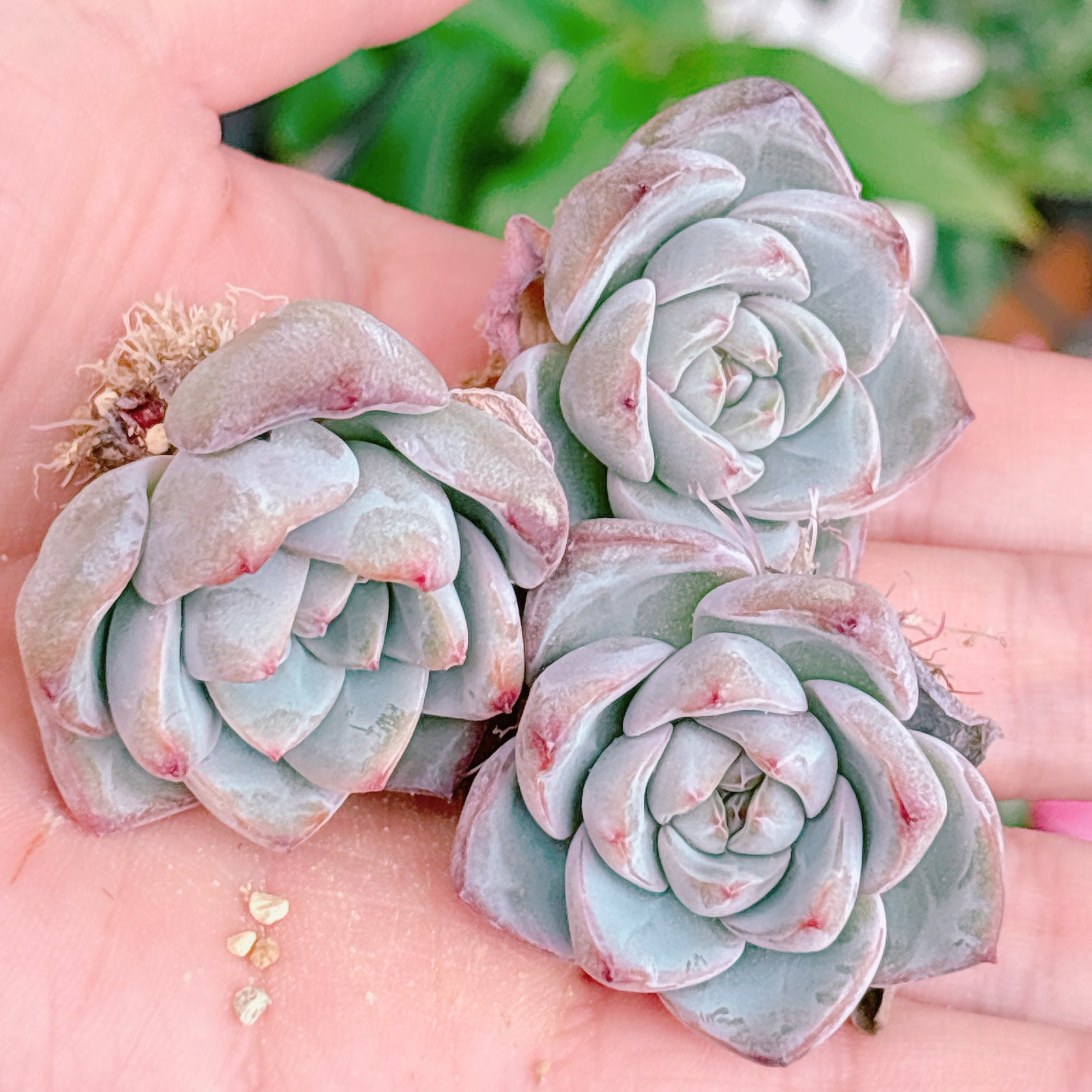 アマビレ A品 根付き苗 2025-12-08 – Bull Succulent