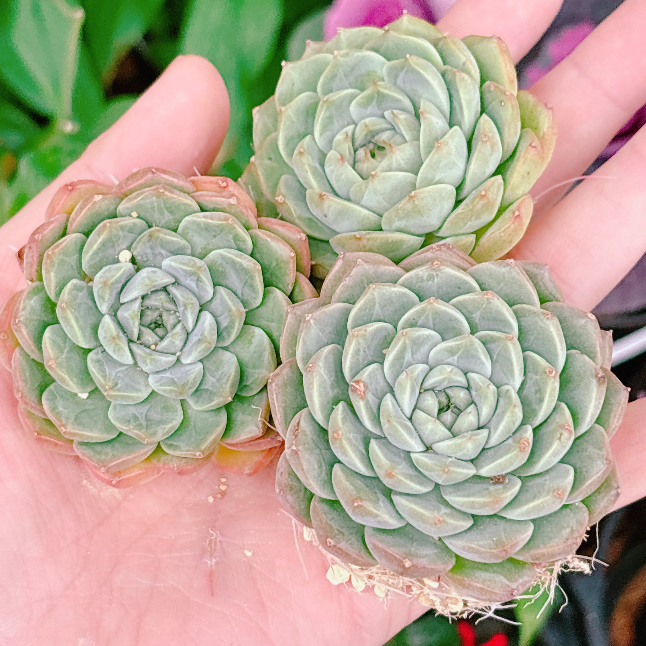 クィーンミニー A品 根付き苗 2025-12-08 – Bull Succulent