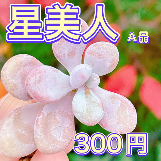 星美人　A品　根付き苗　2025-12-08