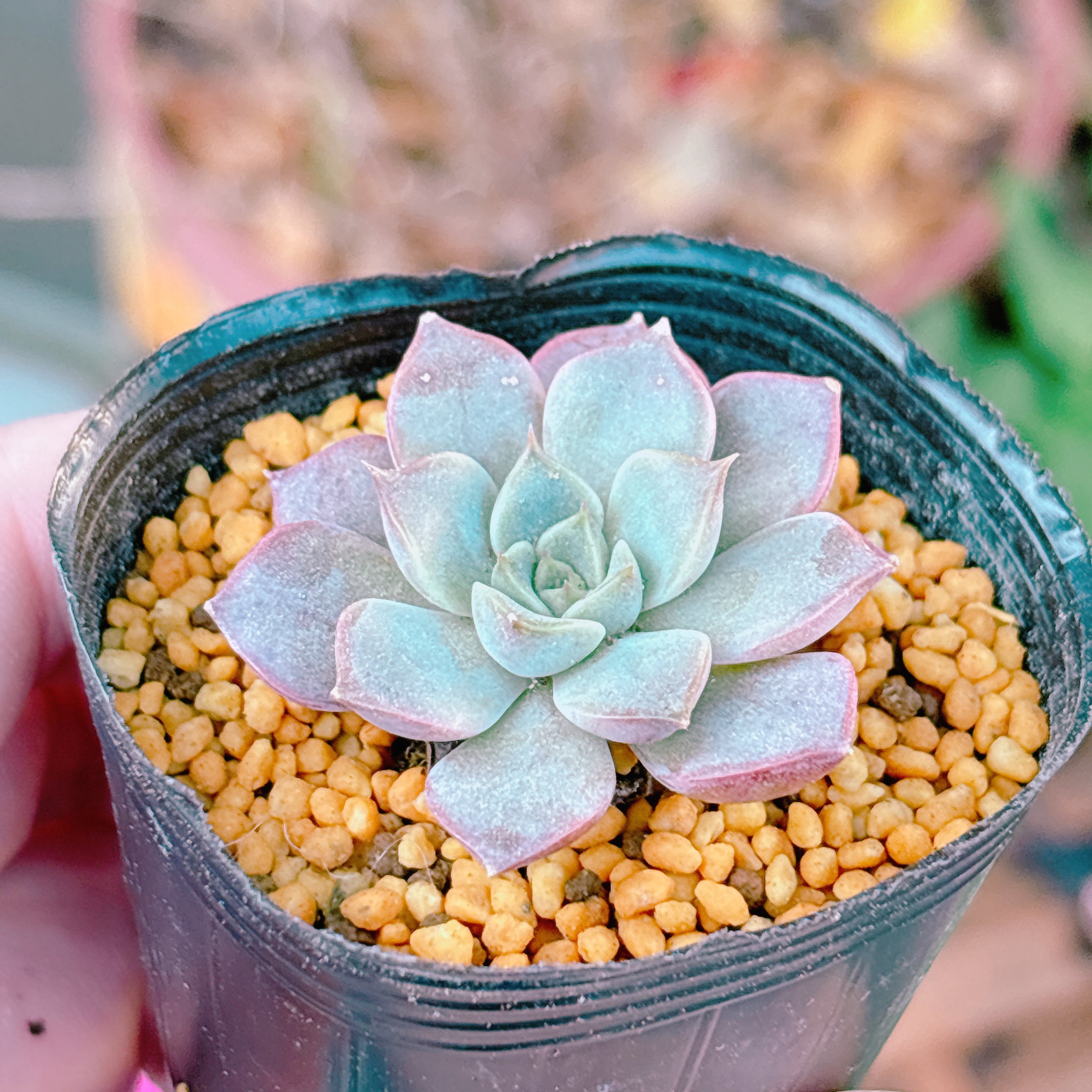 ピンクステラ A品 根付き苗 2025-12-09 – Bull Succulent