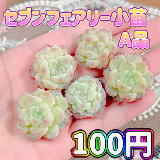 B227］多肉植物 韓国苗 エケベリア おとなしい ジェムストーン 特大 
