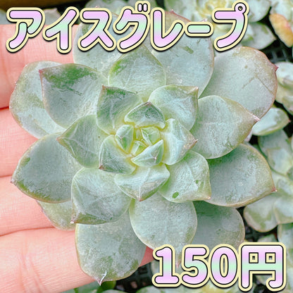 アイスグレープ　B品
