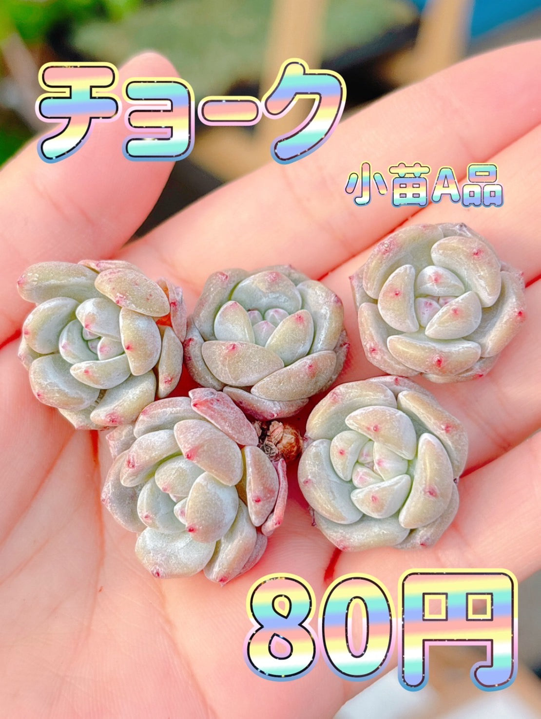 多肉植物の販売・通販サイト | Bull Succulent(ブルサキュレント)