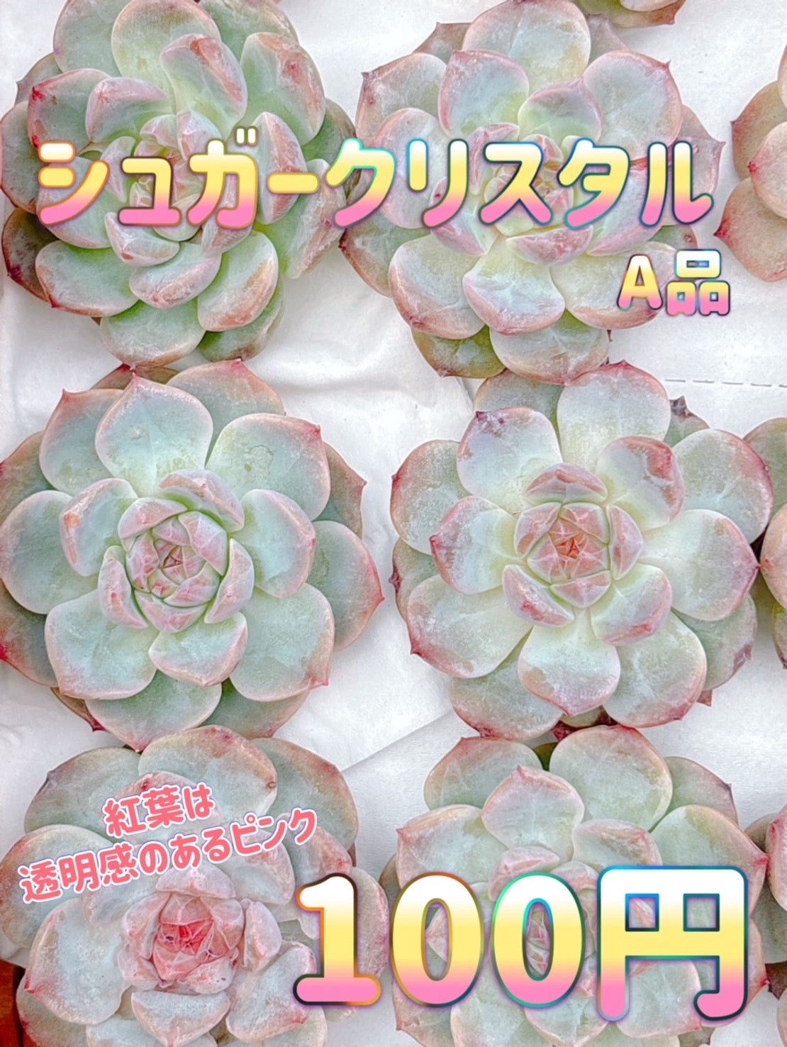 424 [It's hot, but is it okay to buy it?] How to care for it