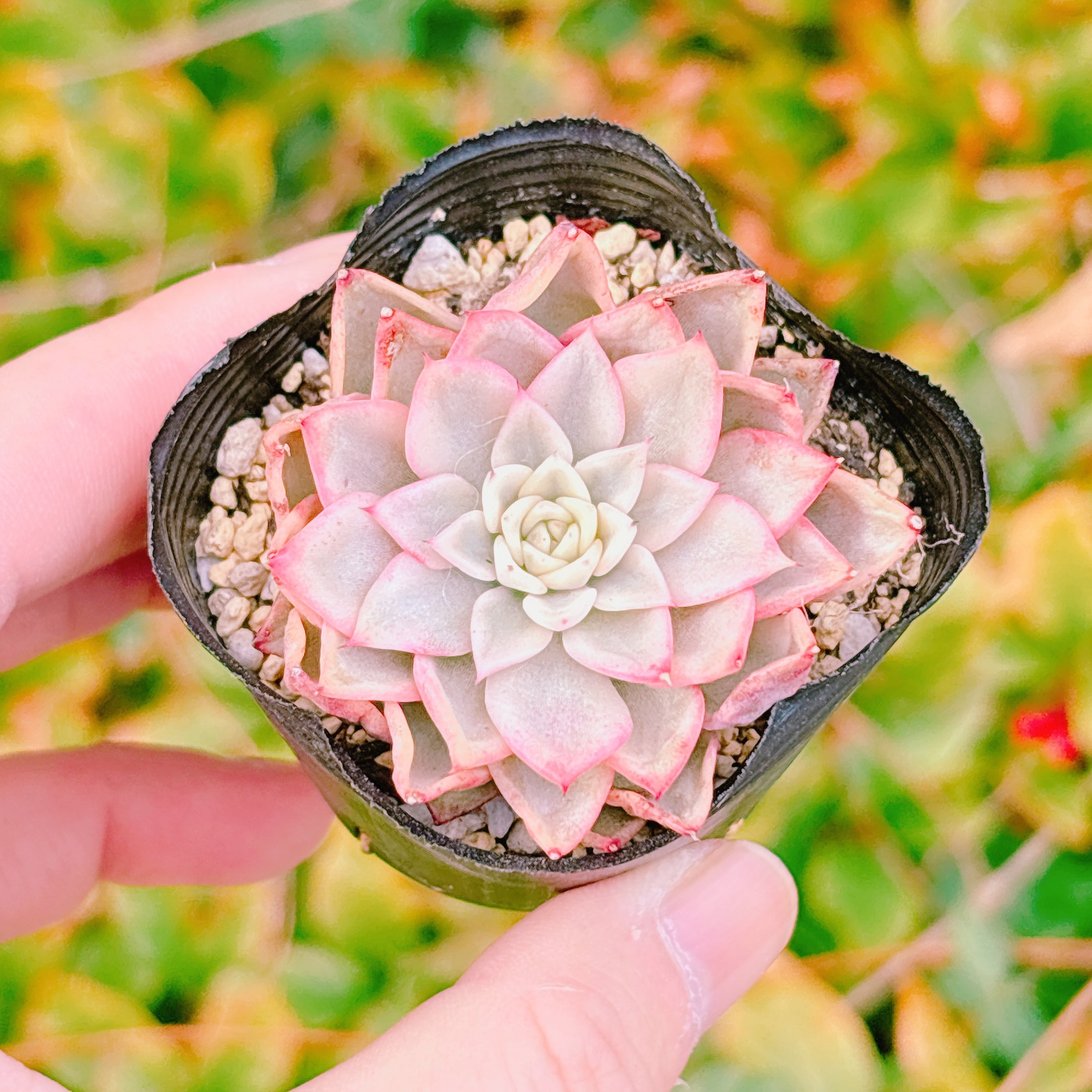 多肉植物の販売・通販サイト | Bull Succulent(ブルサキュレント)